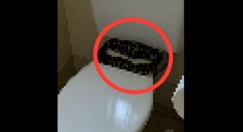 Non aveva idea che si trovasse lì: appena abbassa la tavoletta per scaricare…