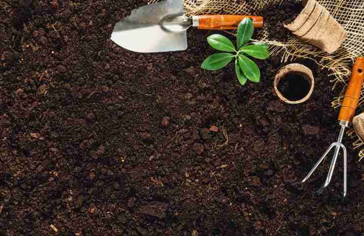 consigli piante creazione food forest 