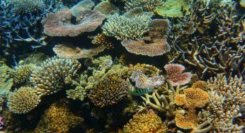 Barriera corallina delle Hawaii: un nuovo progetto per la salvaguardia