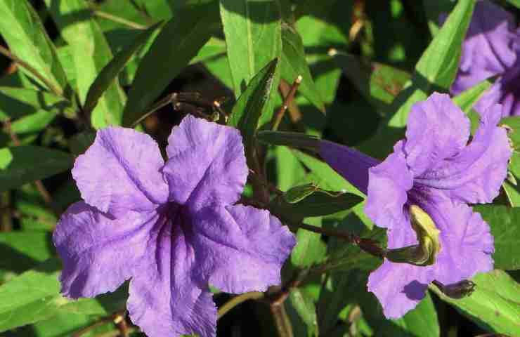 Belladonna velenosa