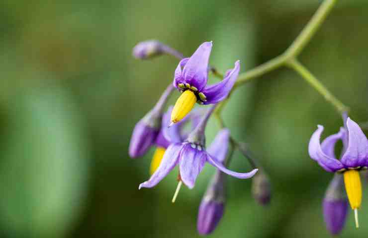 Belladonna velenosa