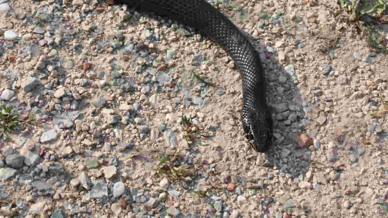 Viterbo trovato serpente batteria