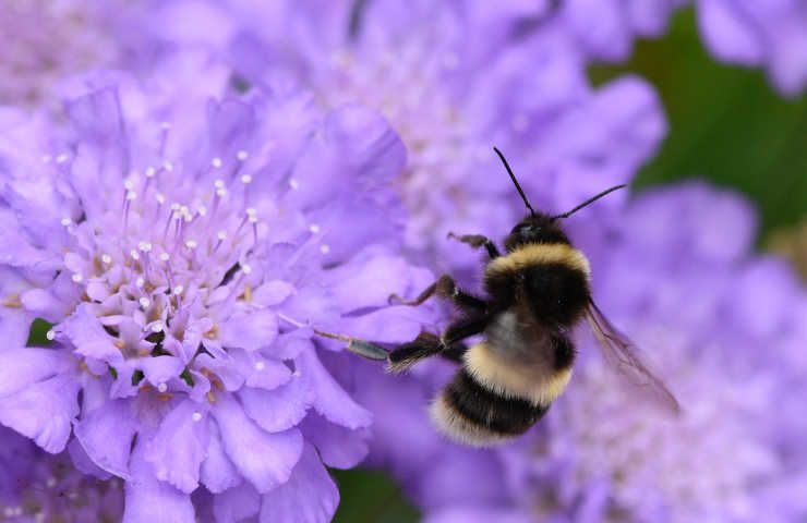 Impollinazione naturale migliori prodotti