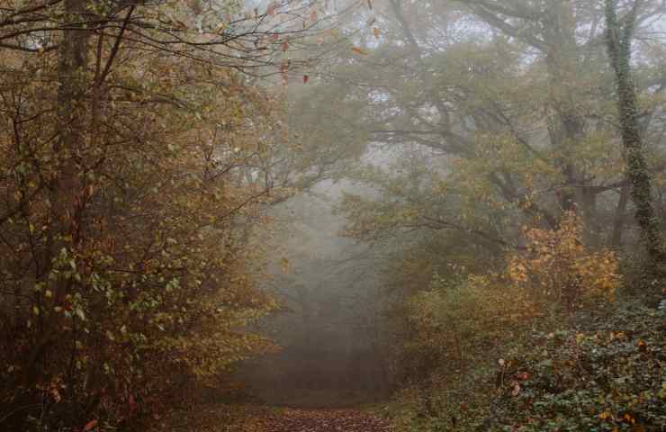 Se la vedi nel bosco, tieniti alla larga: non immagini quanto possa farti del male