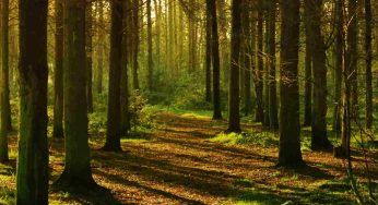 Se la vedi nel bosco, tieniti alla larga: non immagini quanto possa farti del male