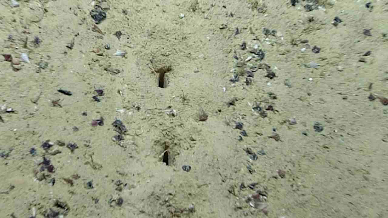 Buche allineate fondo oceano causa sconosciuta