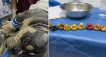 Viene operato d’urgenza: il Bulldog aveva ingerito una grande quantità di paperelle di gomma