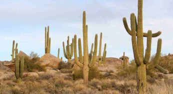 Cactus, anche loro soffrono le troppo alte temperature