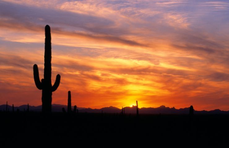 cactus deserto caldo ne risentono 