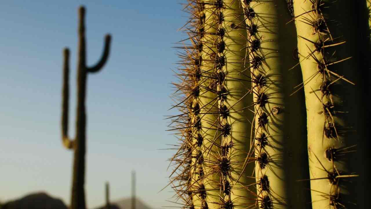 caldo estremo problemi cactus 