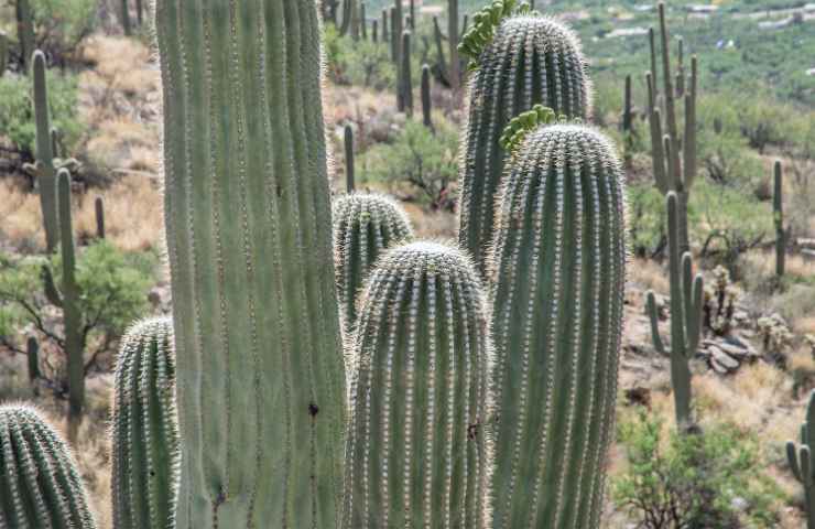 Cactus siccità caldo estremo