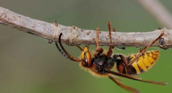 Punto da un calabrone: muore bambino di 9 anni