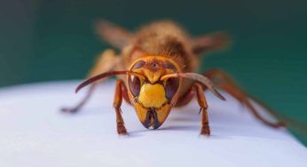 Tragedia in un’abitazione: donna muore punta da un calabrone