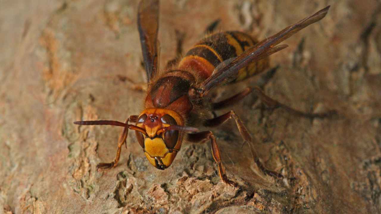 Piedimonte San Germano donna morta punta calabrone