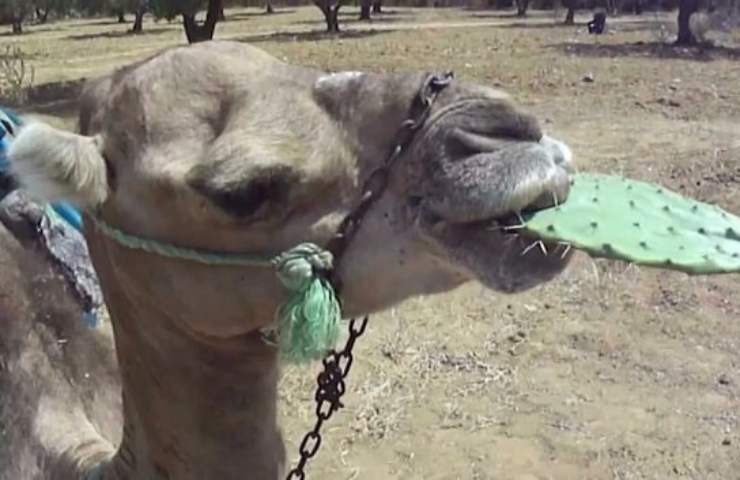 Cosa mangiano i cammelli e come fanno a non farsi male