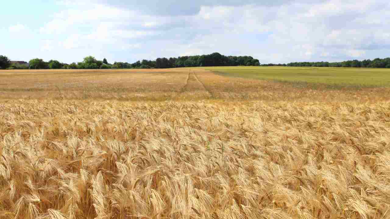 Dati Coldiretti produzione latte miele pere