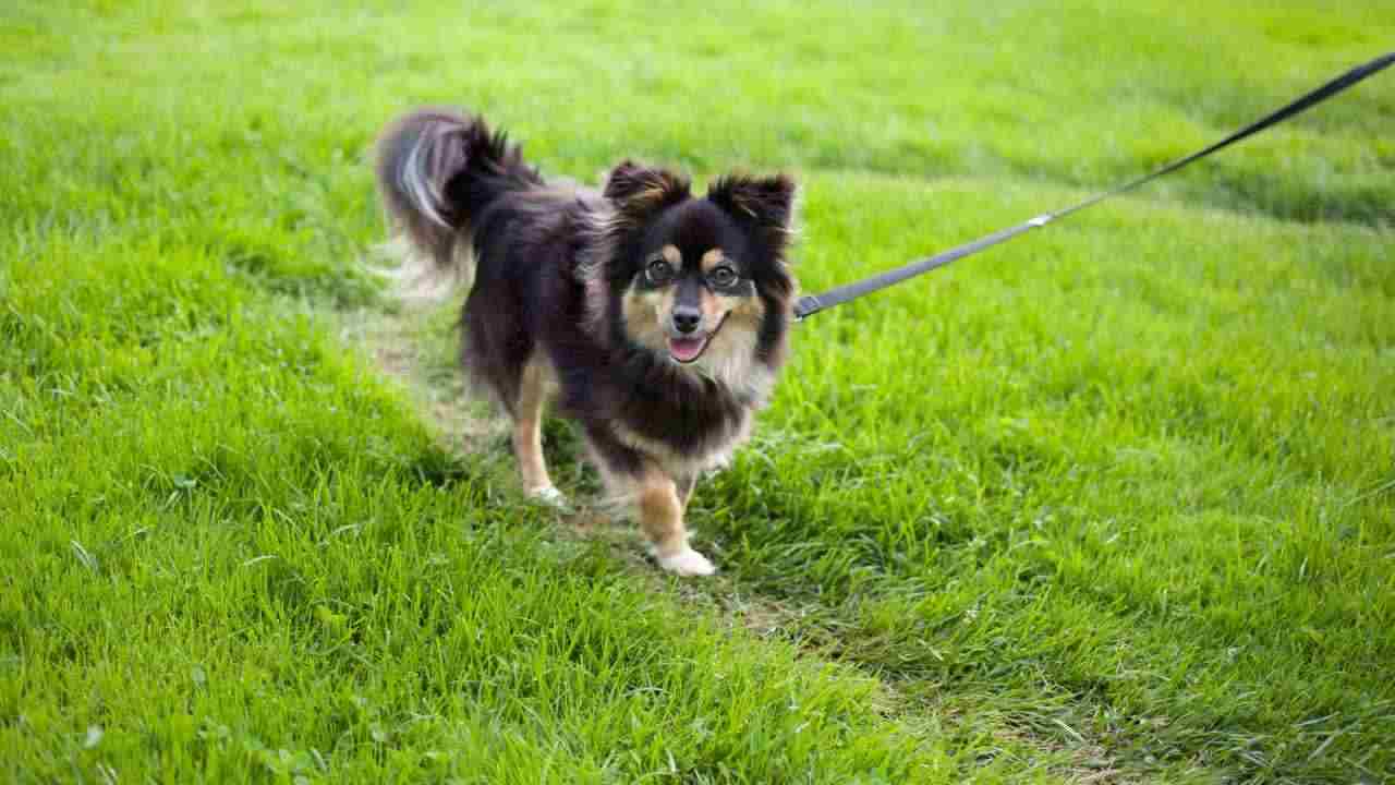 Tramonti di Sopra cane guinzaglio reggiseno