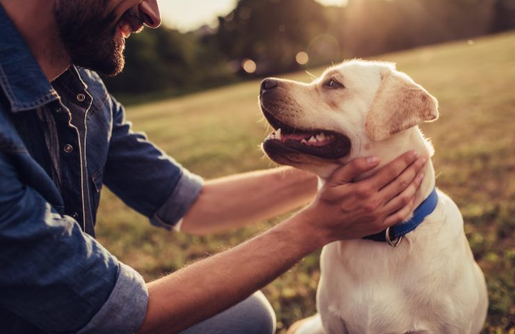 Video virale cani