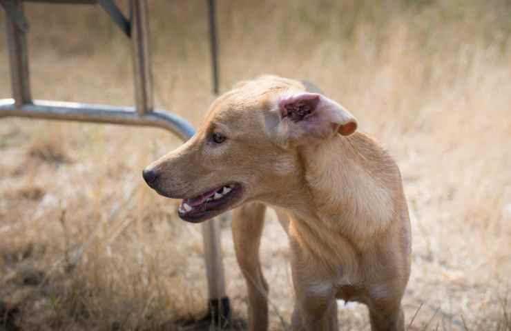 Mantova 84enne lascia cane rifugio