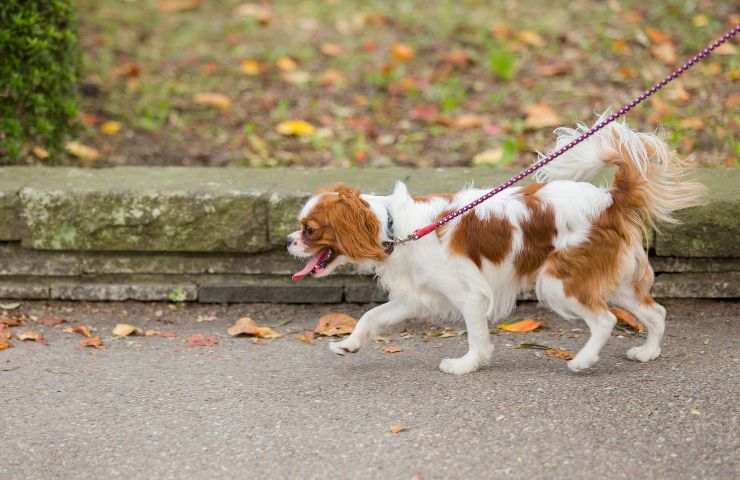 accortezze passeggiata cane estate