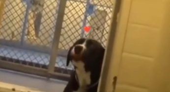 E’ una gioia indescrivibile: commovente la reazione del cucciolo – VIDEO