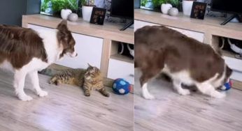 Lento lento si avvicina: entrambi sembrano immobili ma il cane ha un obiettivo – VIDEO