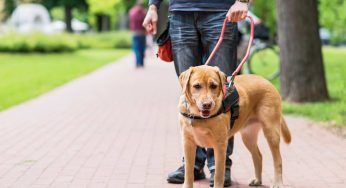Al parco acquatico non possono entrare i cani: all’uomo cieco vietato l’ingresso