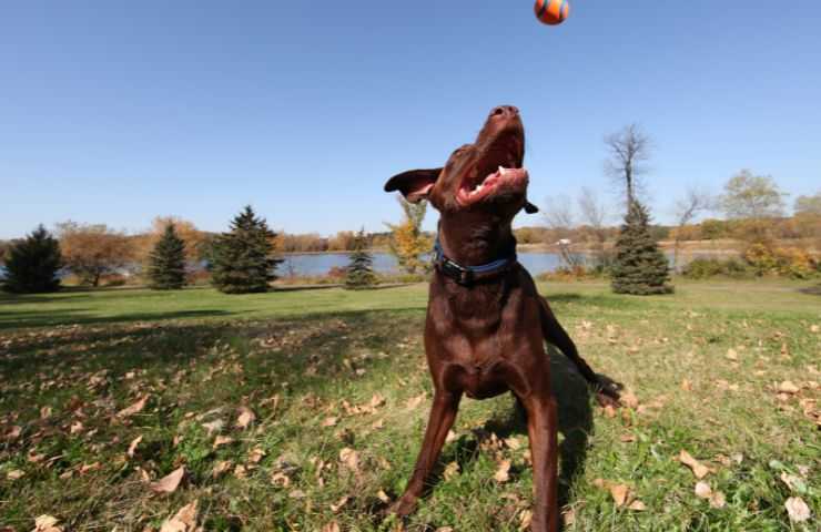 rischi pallina cane salvataggio 