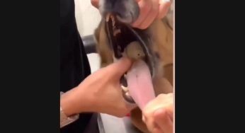 Ha ingoiato una pallina, ma può soffocare: come viene salvato – VIDEO