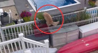 Ha caldo e si lancia in un’impresa epica: fa ridere chiunque lo guardi – VIDEO