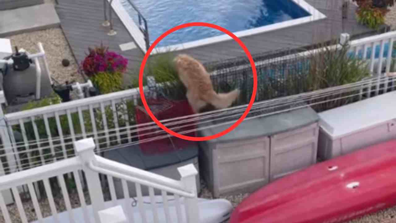 L'impresa epica di un cane che non vuole più uscire dalla piscina