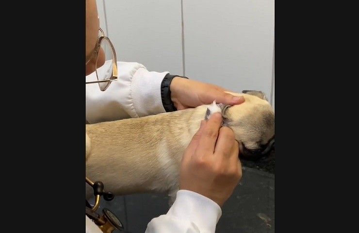 Carlino cane orecchio acaro visita specialista