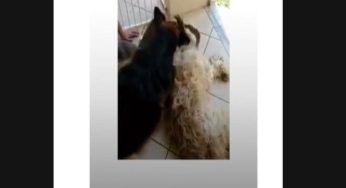 Il cucciolo piange a dirotto perché crede che il suo amico sia morto: non tratterrai le lacrime – VIDEO