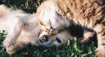 Gatti e cani sepolti con i padroni: dove si può in Italia