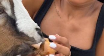 Capretto per la prima volta assaggia cibi diversi: la reazione è clamorosa – VIDEO