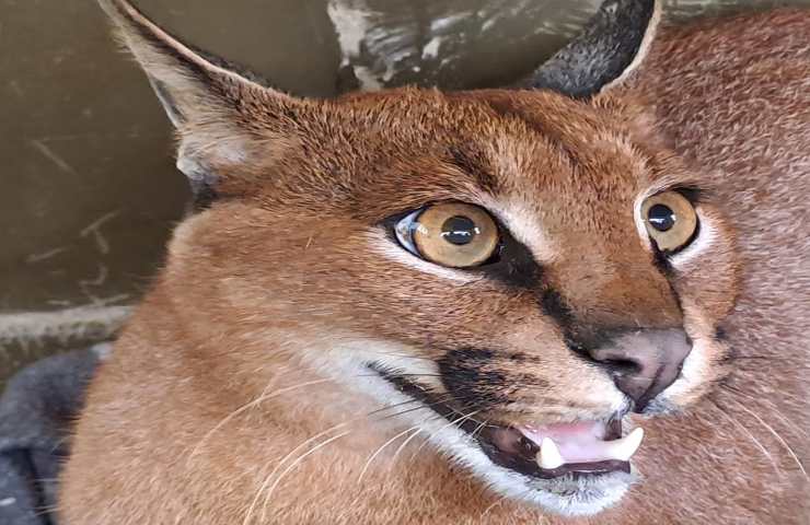 Caracal trovato nascosto bagno