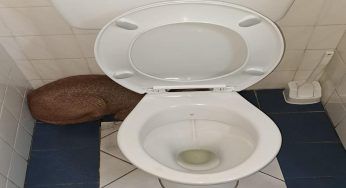 Trova uno spaventoso animale nel bagno: immediatamente chiede aiuto – FOTO
