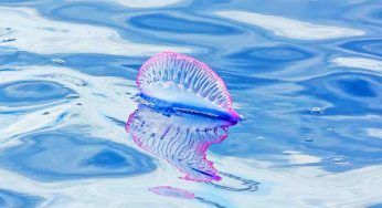 Panico meduse, nel Mediterraneo paura per questa specie “letale”