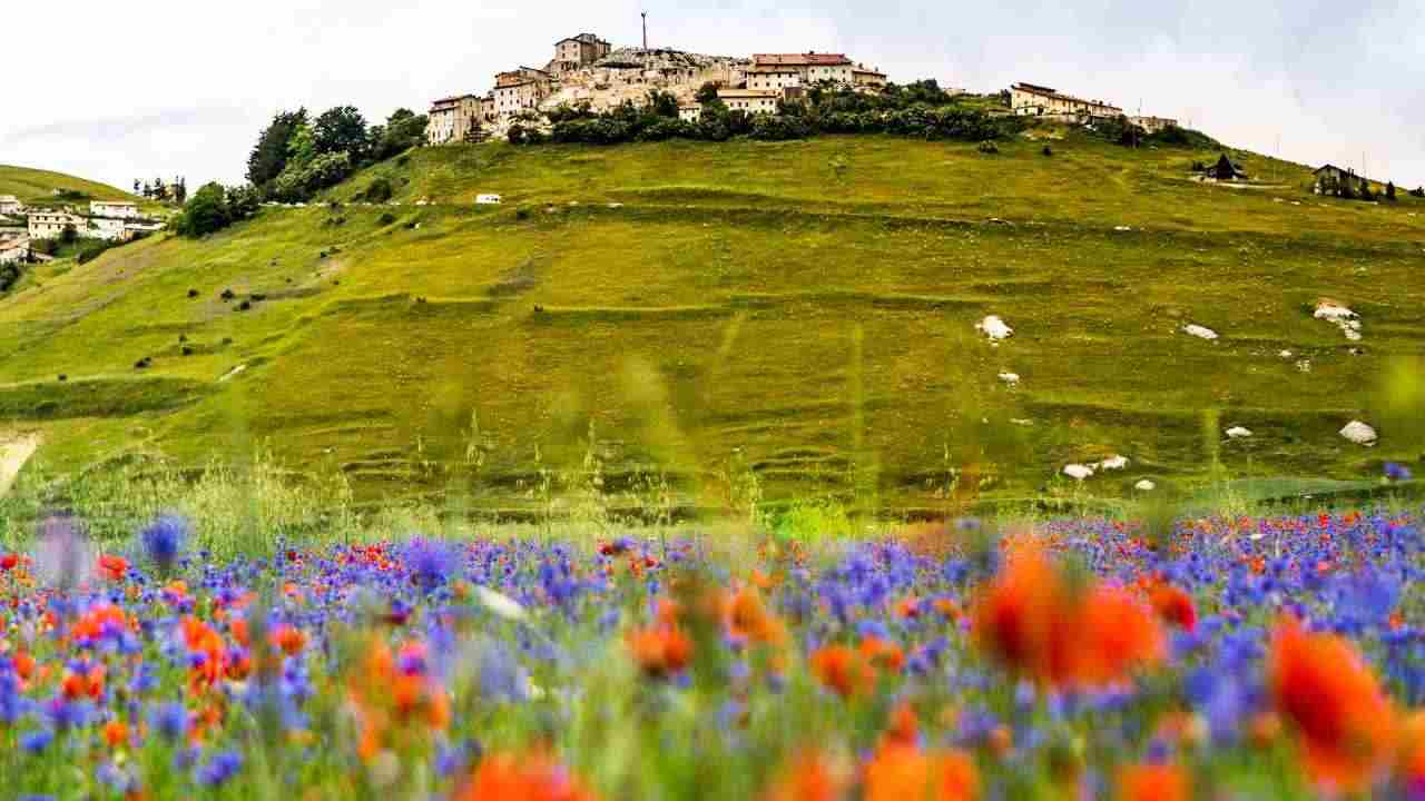 Castelluccio Norcia fioritura spettacolo fiori