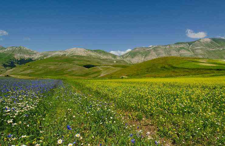 Castelluccio Umbria fioritura turisti