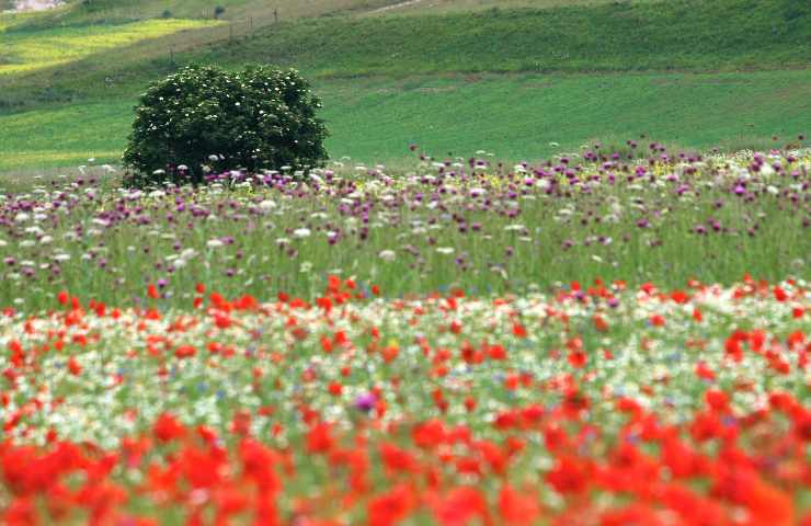 Castelluccio Norcia fioritura visite