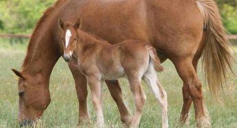 Nessuno immaginava fosse possibile: sconvolti quando l’animale partorisce