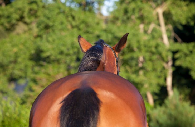 odore sedere animali mostra Giappone 