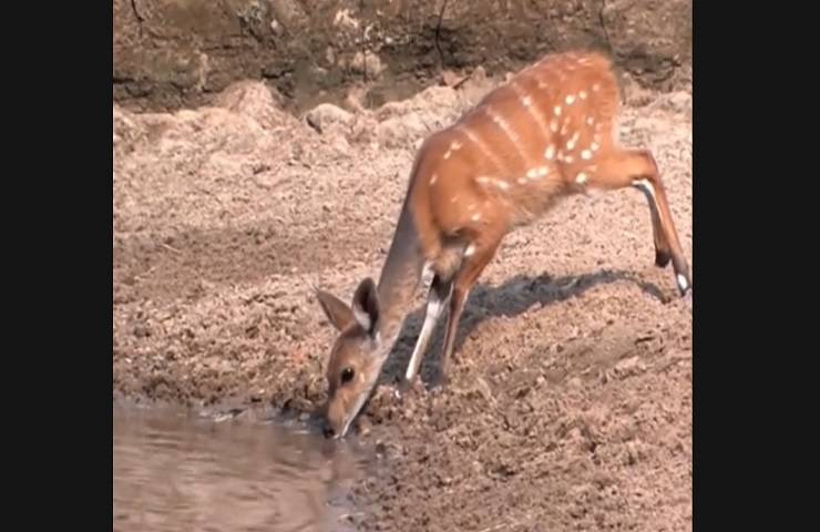 Cervo scatto salva attacco coccodrillo