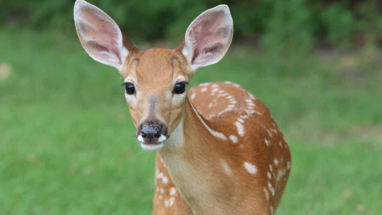 Cervo madre coccodrillo divorata salva piccolo