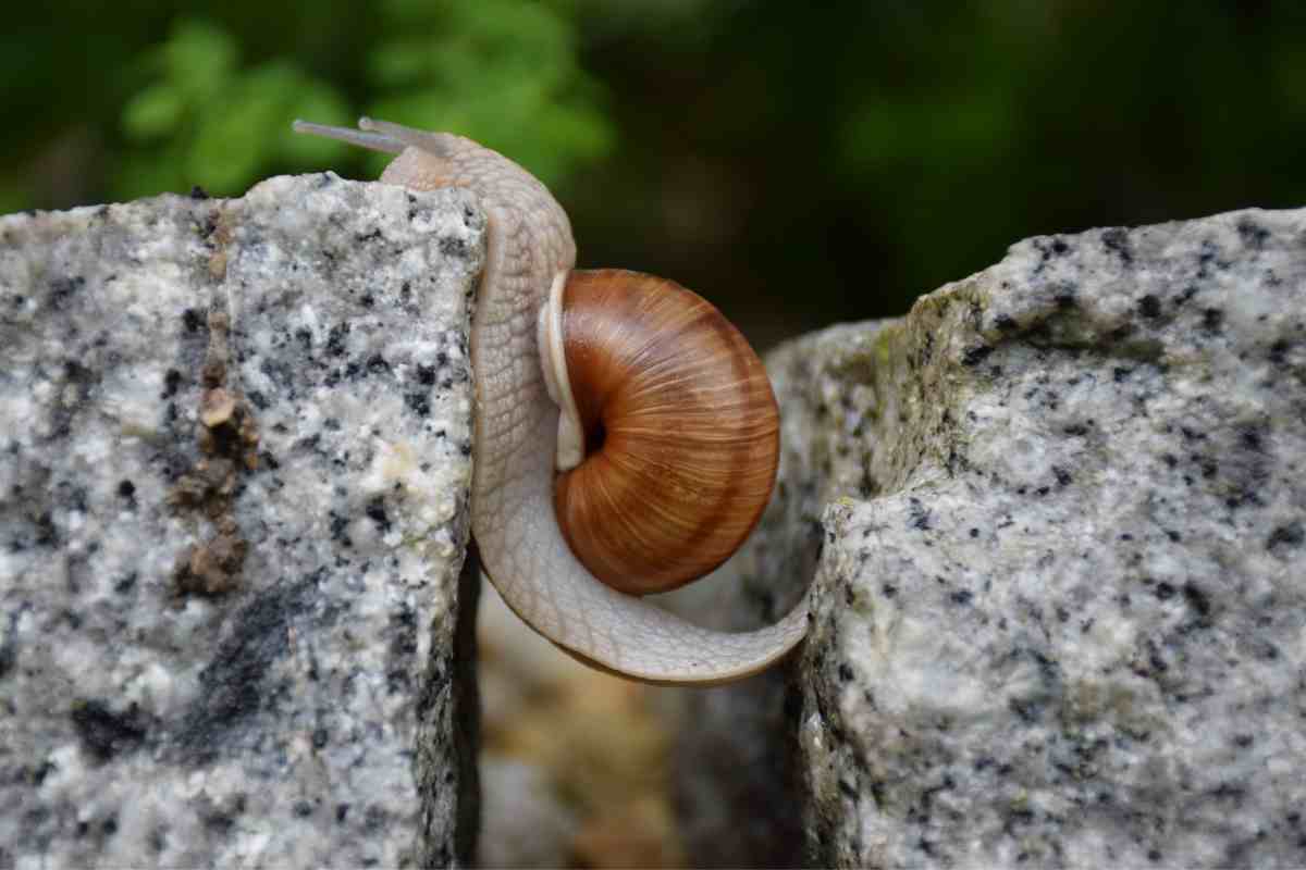 Chiocciola: alimentazione e riproduzione