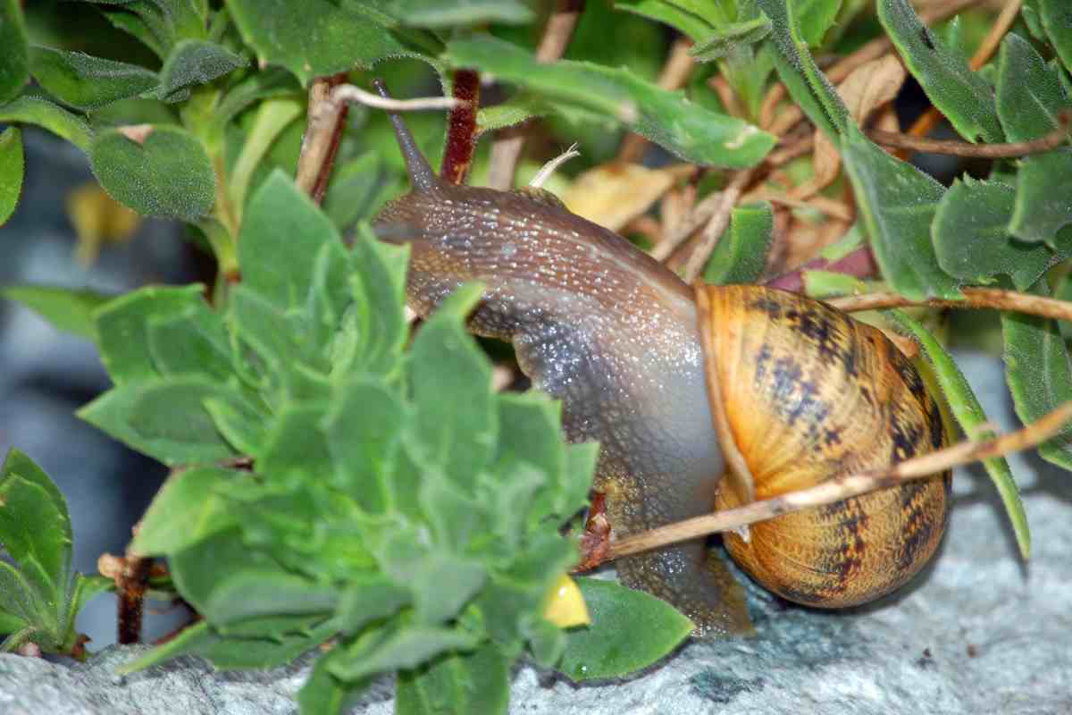 Chiocciola: simbologia e differenza con la lumaca