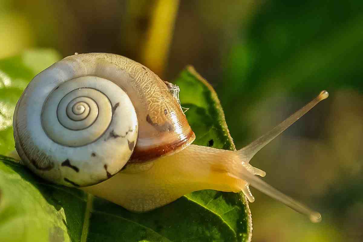 Chiocciole, lumache e simbolismo