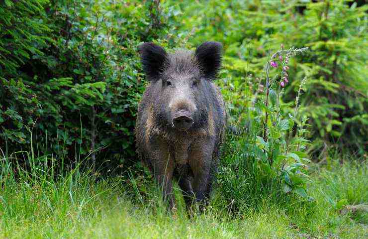 Liguria caccia selvaggina arco frecce