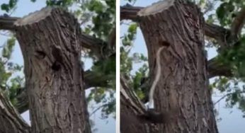 Lo cattura al volo: la lotta tra il serpente e l’uccello mette i brividi – VIDEO